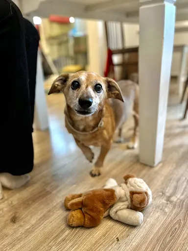 Psychologia Zwierząt - behawiorysta psów i kotów | Jastrzębie-Zdrój i okolice